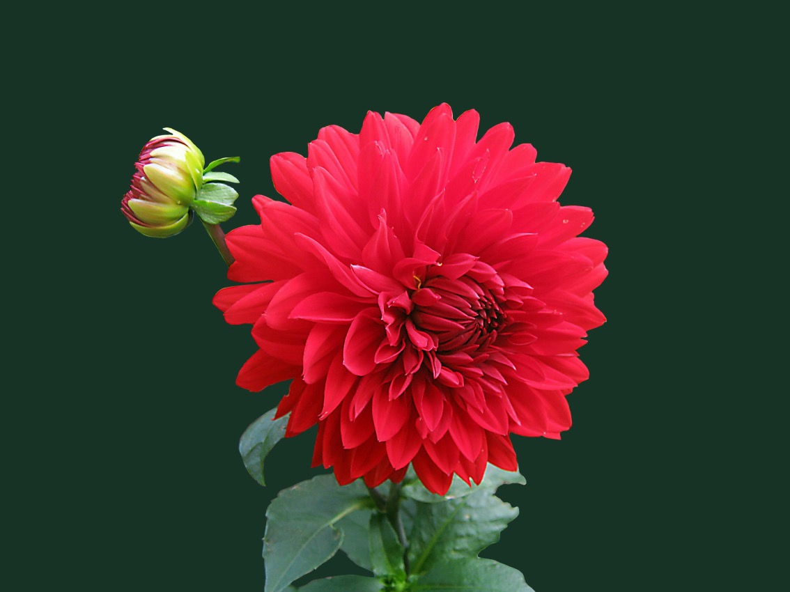 Featured Image